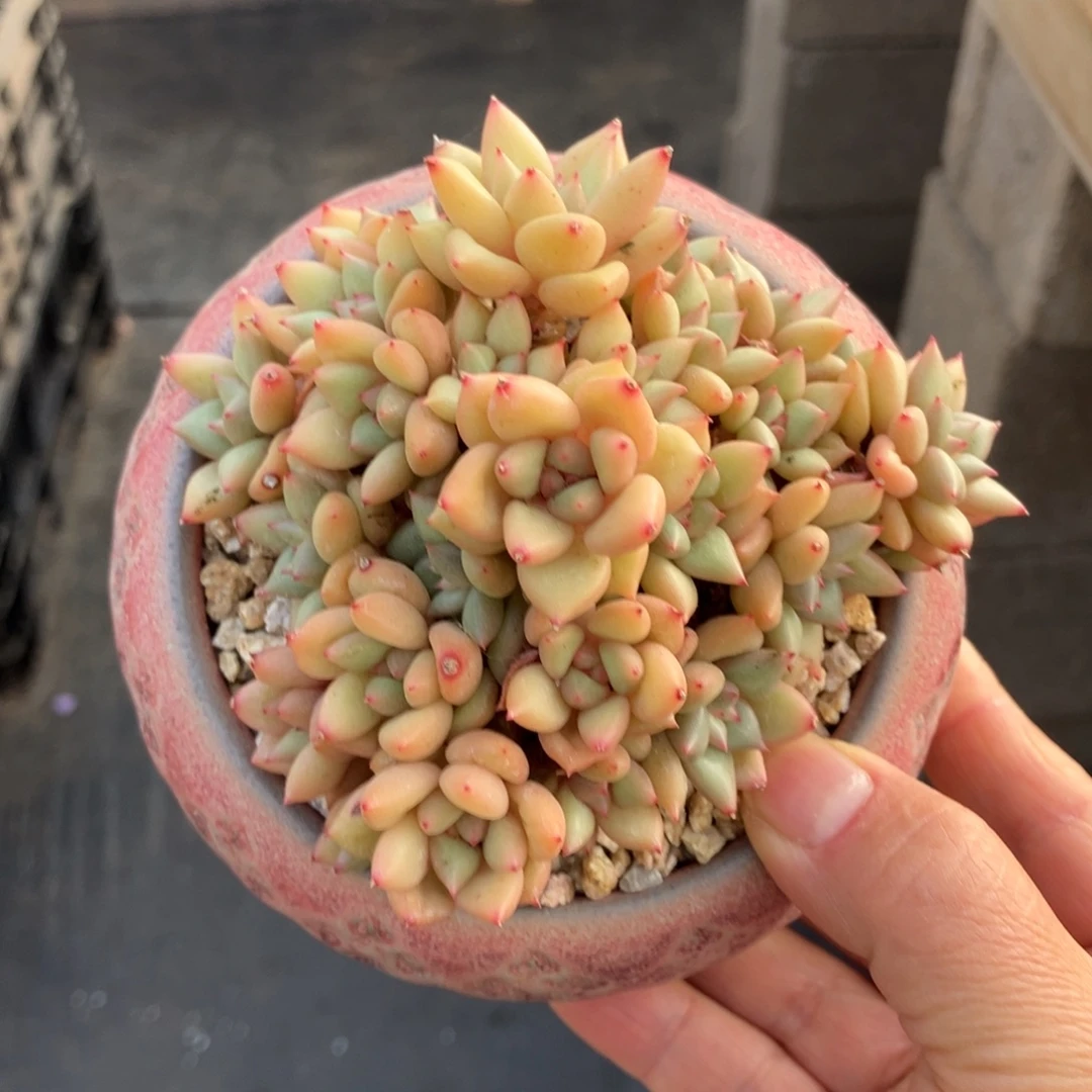 黄金象牙 一物一拍不支持退换