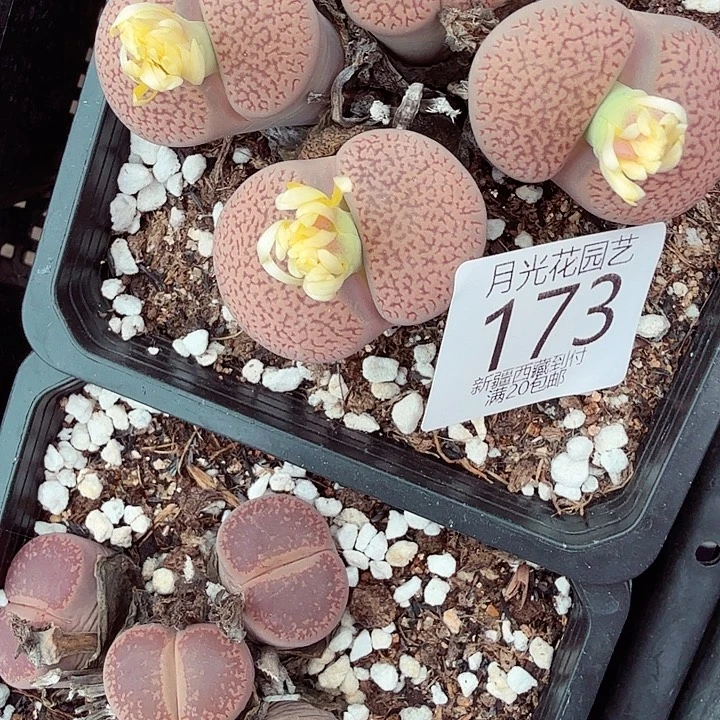 是一个充满生机盎然朝气勃勃且173