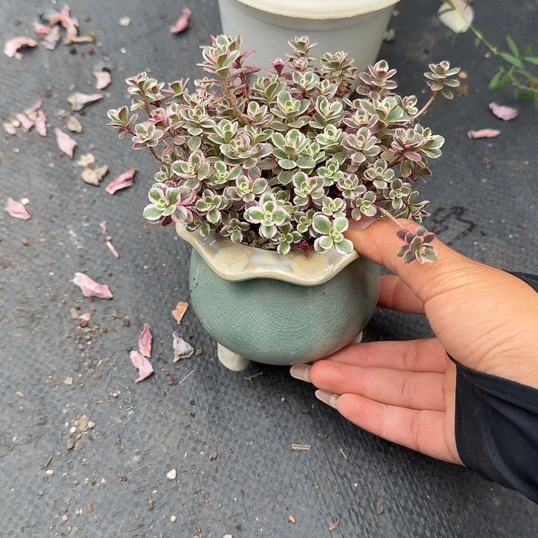 小球玫瑰锦带盆多肉植物