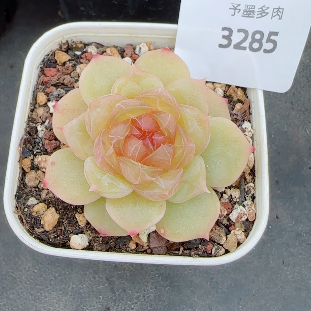 孤品，3285多肉植物