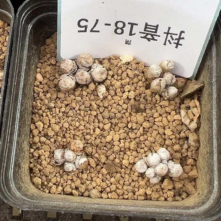 18-75小m多肉植物