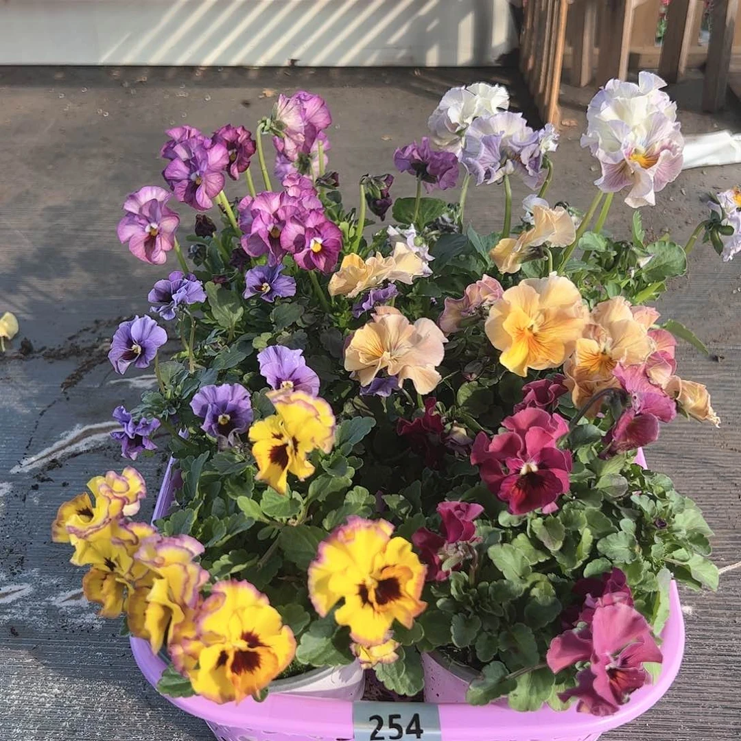 【闪购商品】254号