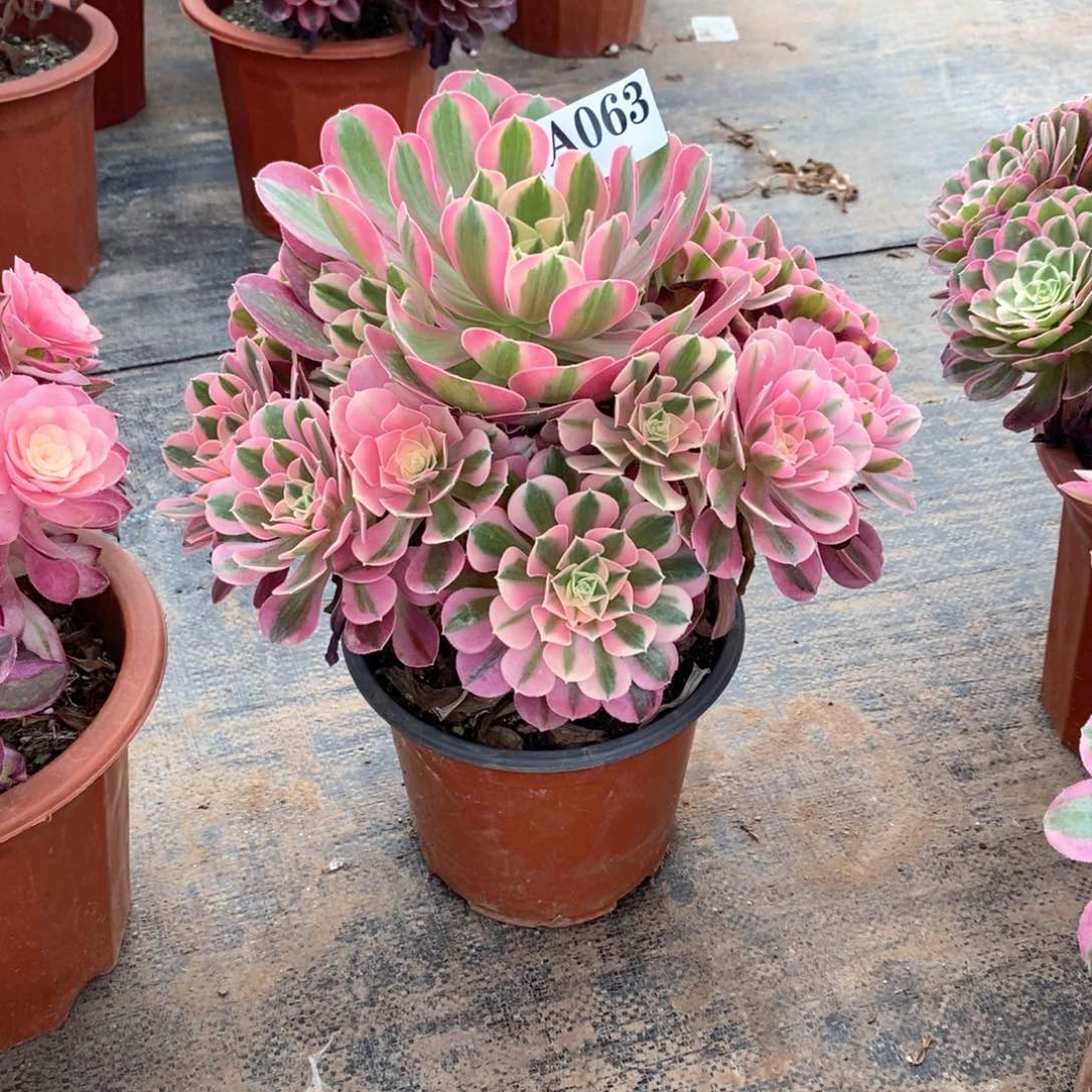 嫩桩香妃063多肉法师