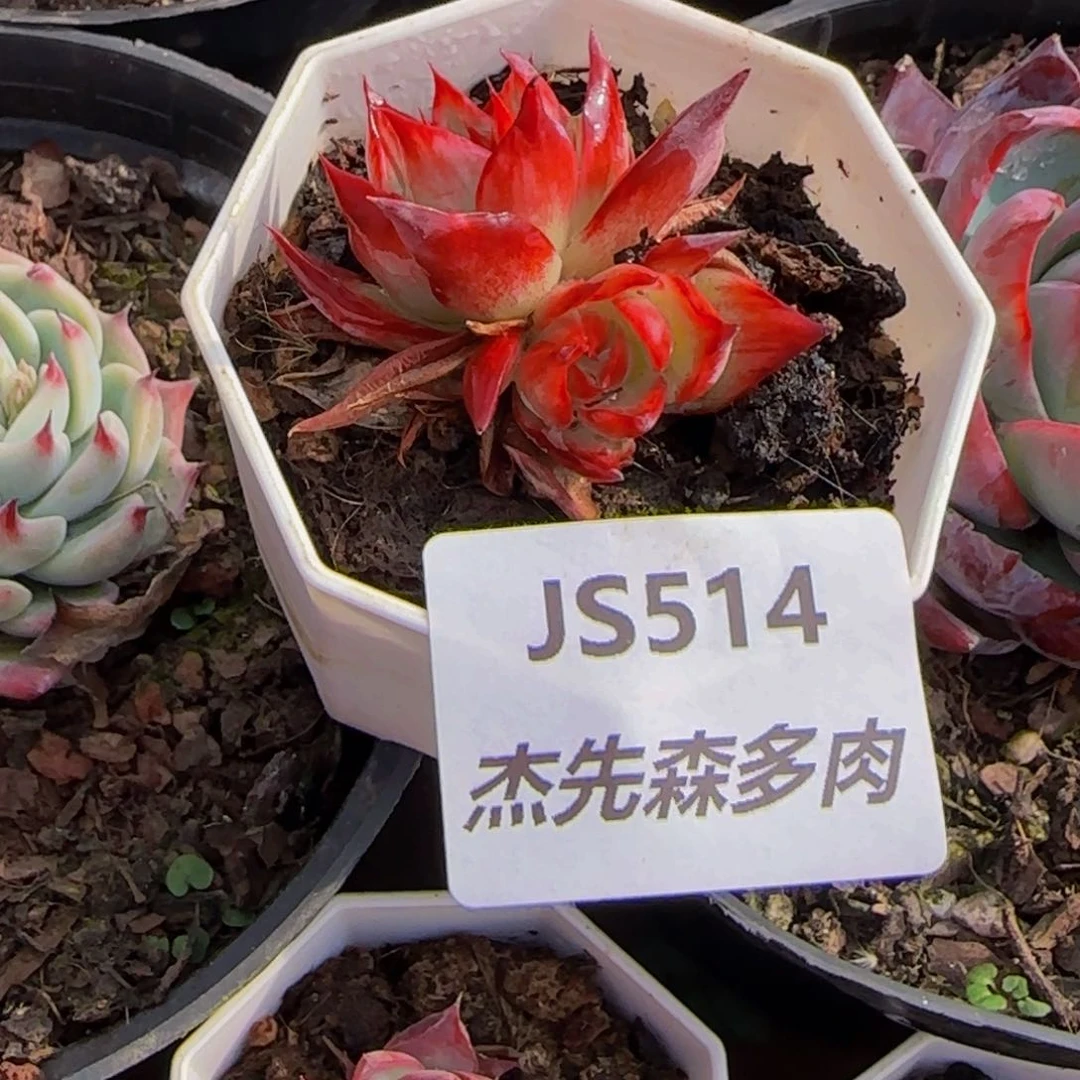 优**咪云南精品多肉1827