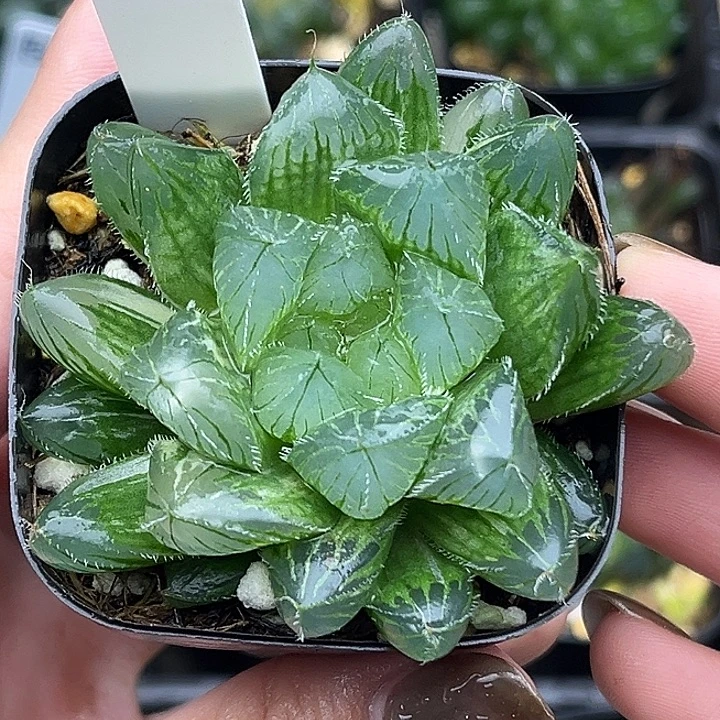 153冰魄玉露锦头家多肉十二卷