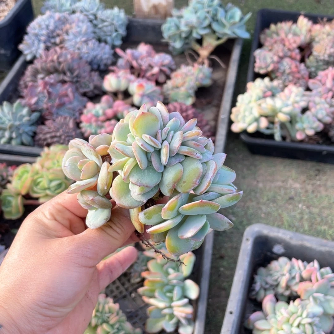 【闪购商品】完全开放白凤缀