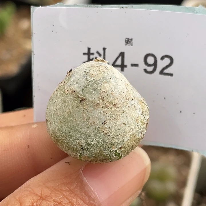 4-92灯泡多肉植物