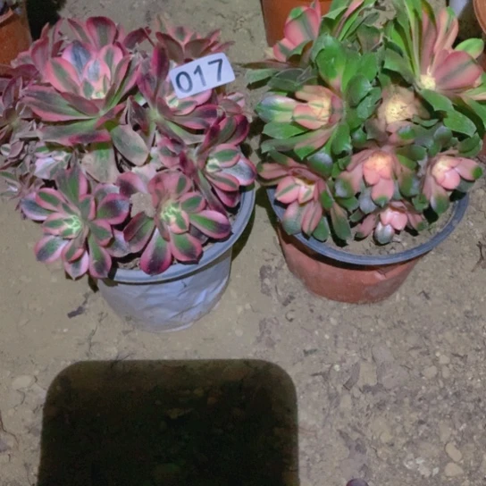 无花朵017多肉植物组合2棵无售后