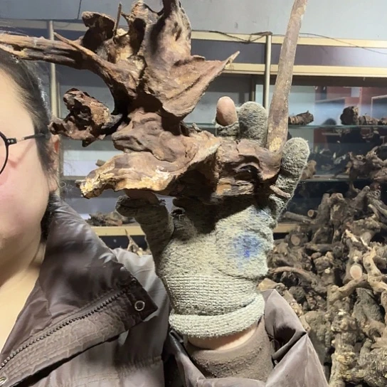 香榧木顺火琉璃的毛料baijian