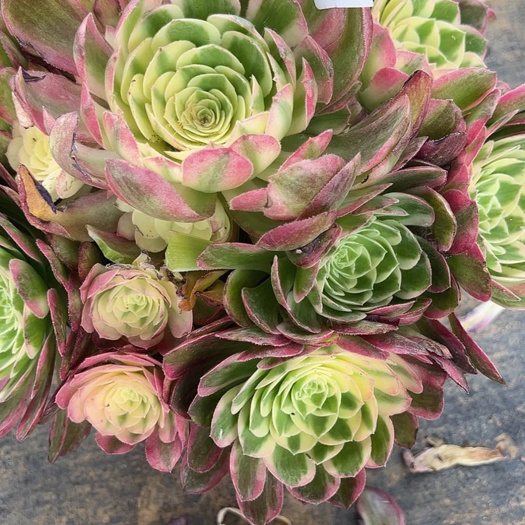 5.31-15海仙多肉植物1