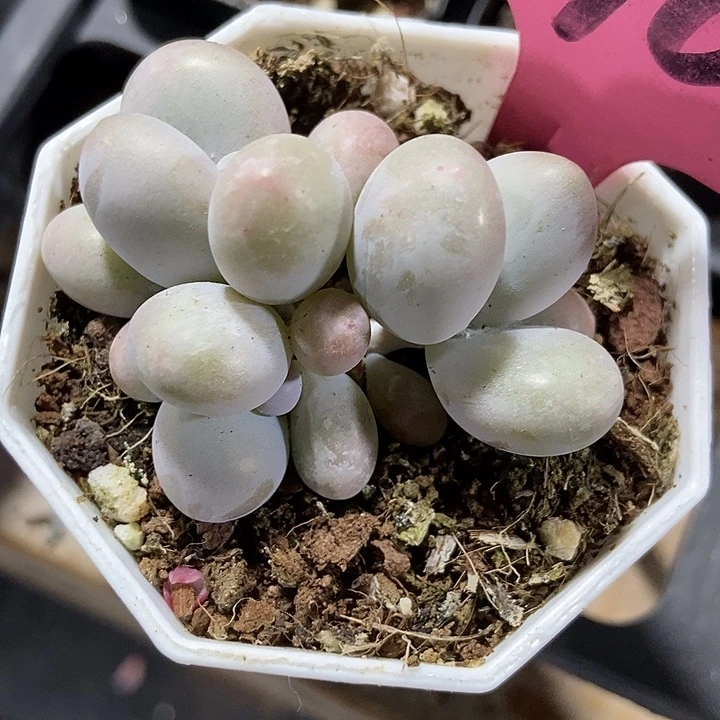 多肉植物danhuangnai596