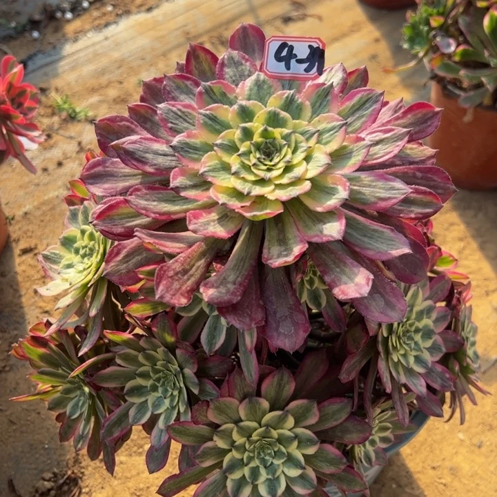 粉霞多肉植物4-39