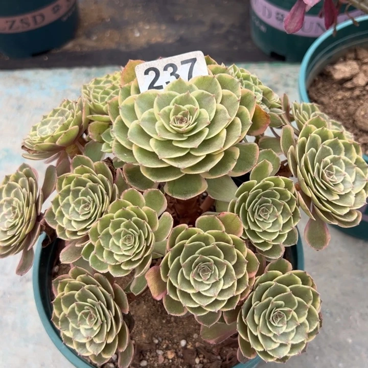 237粉花妖20厘米左右