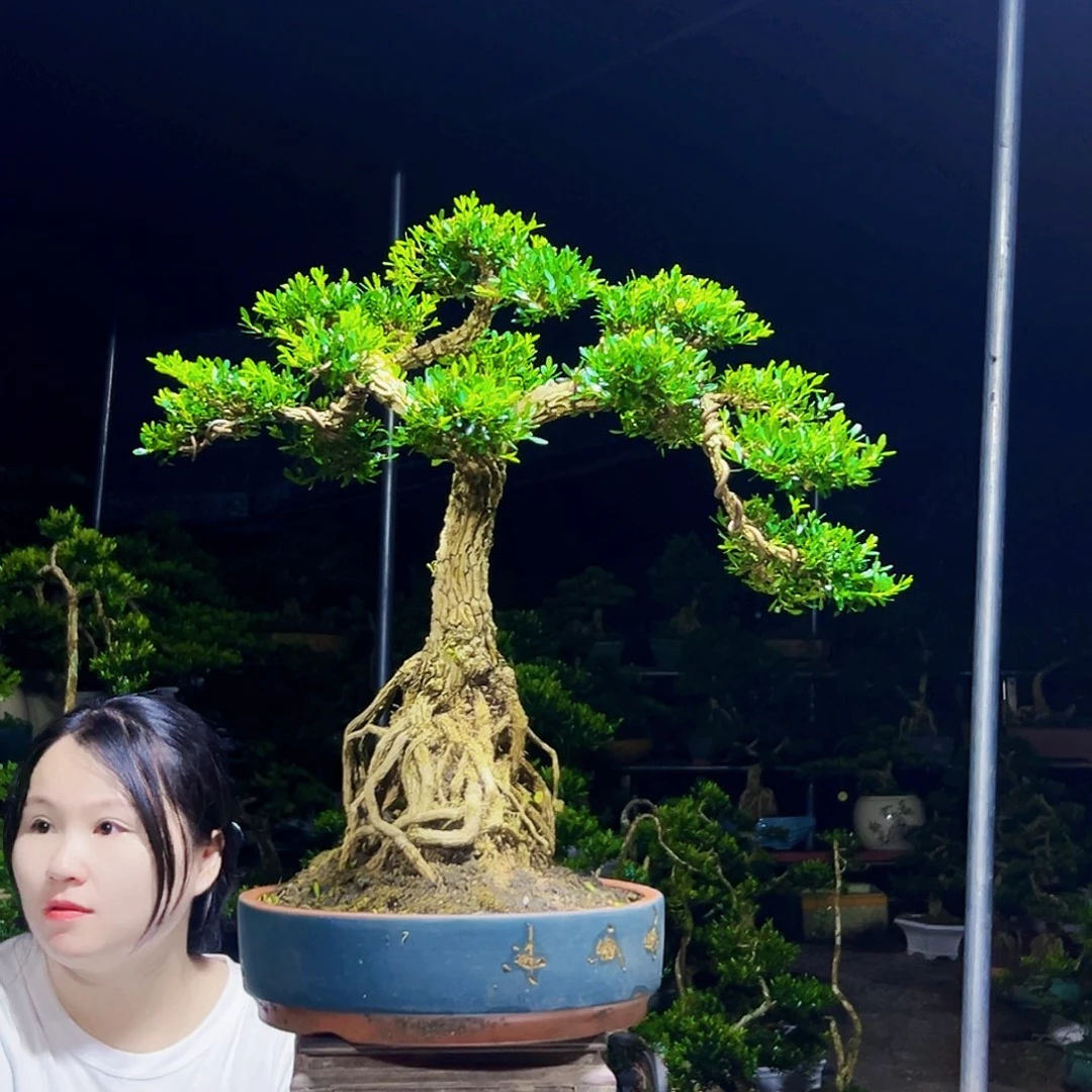 无花朵黄杨木