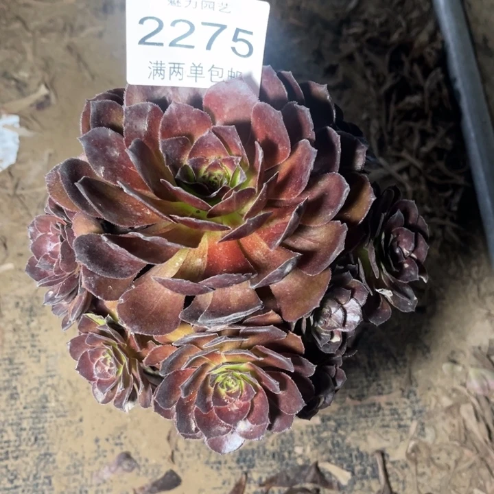 花花公子多肉的人的人2275