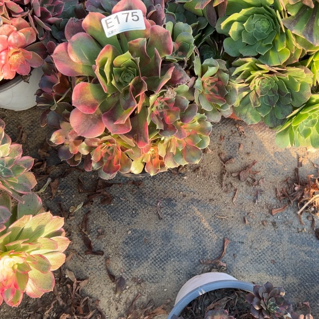 175香妃多肉植物法师多肉植物