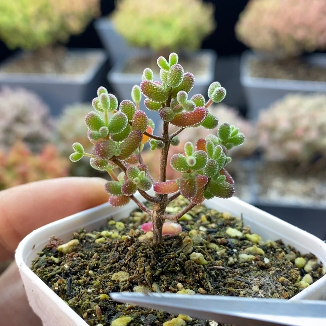 642实生糖球，年后发货