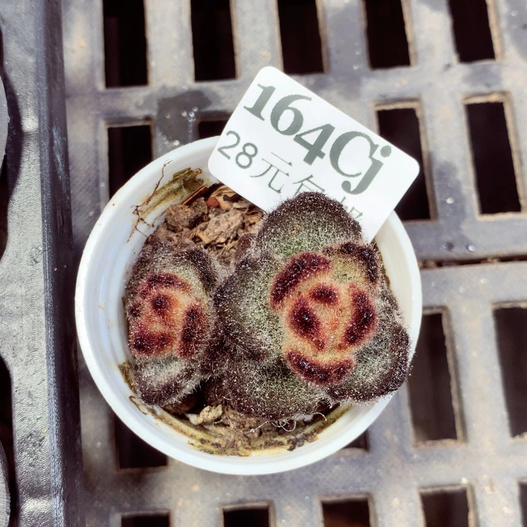 5厘米盆精控多肉164