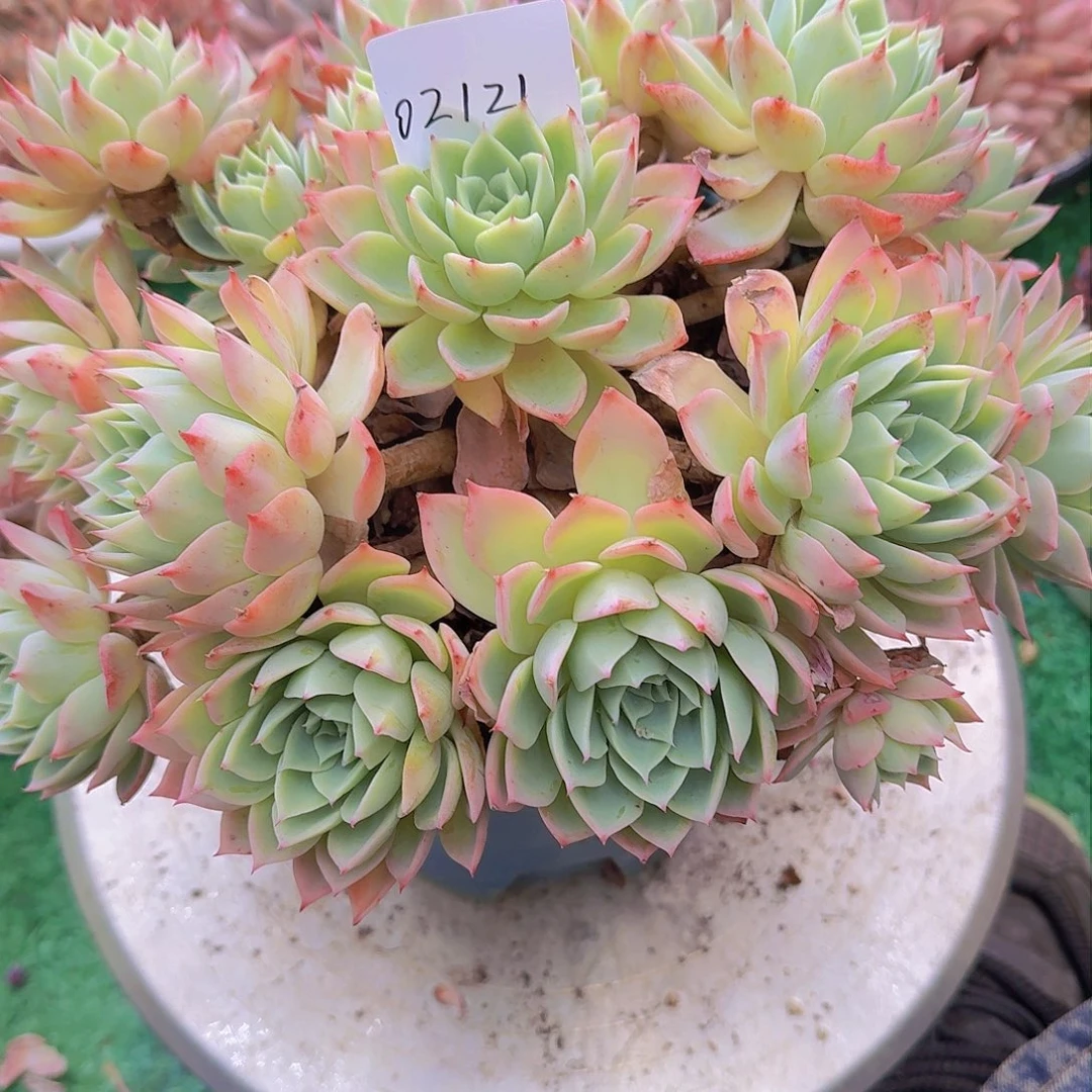 清***风02121三色锦多肉植物