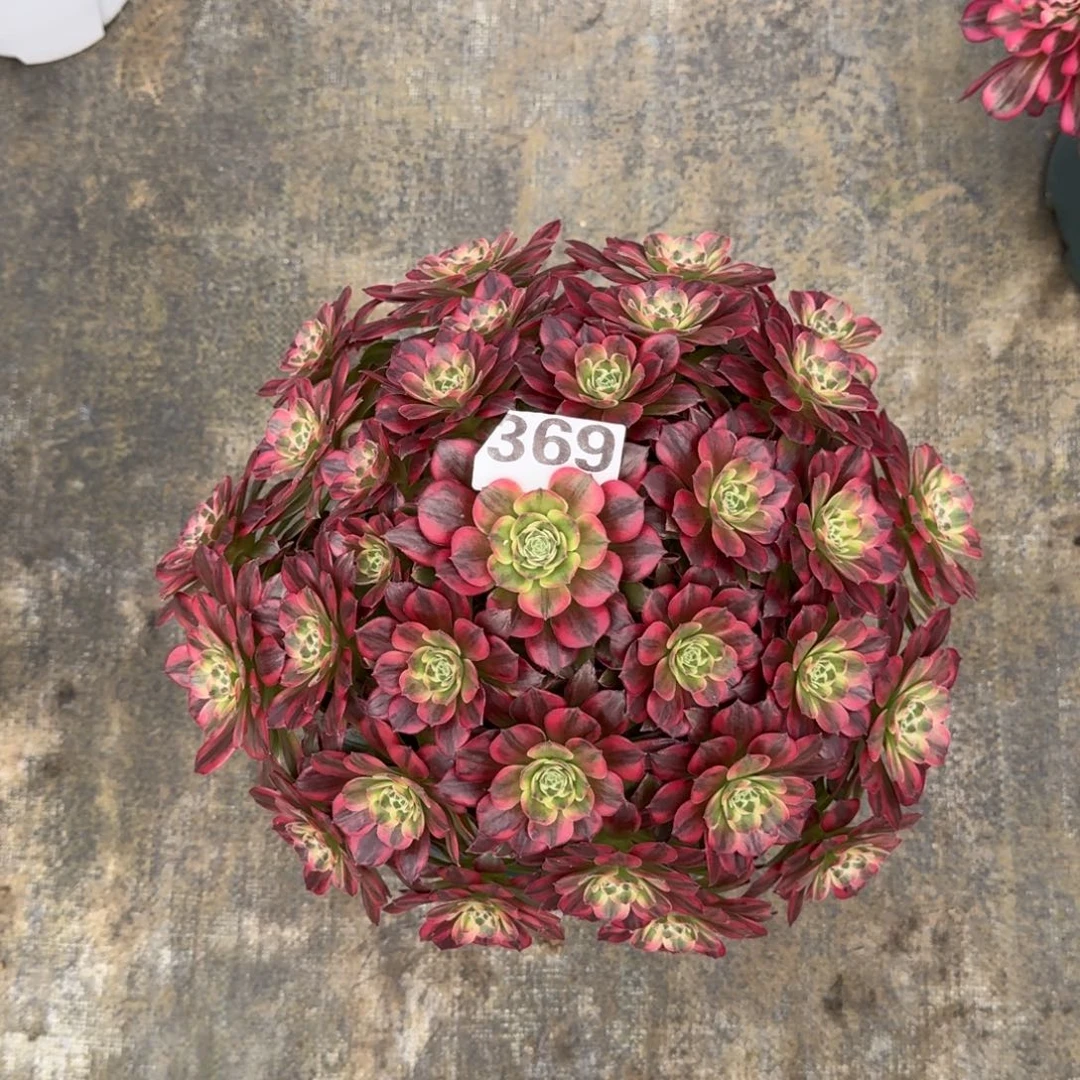 用***y369！凤冠法师多肉植物