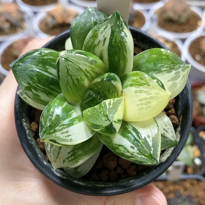 【闪购商品】79莫迪卡杂交锦