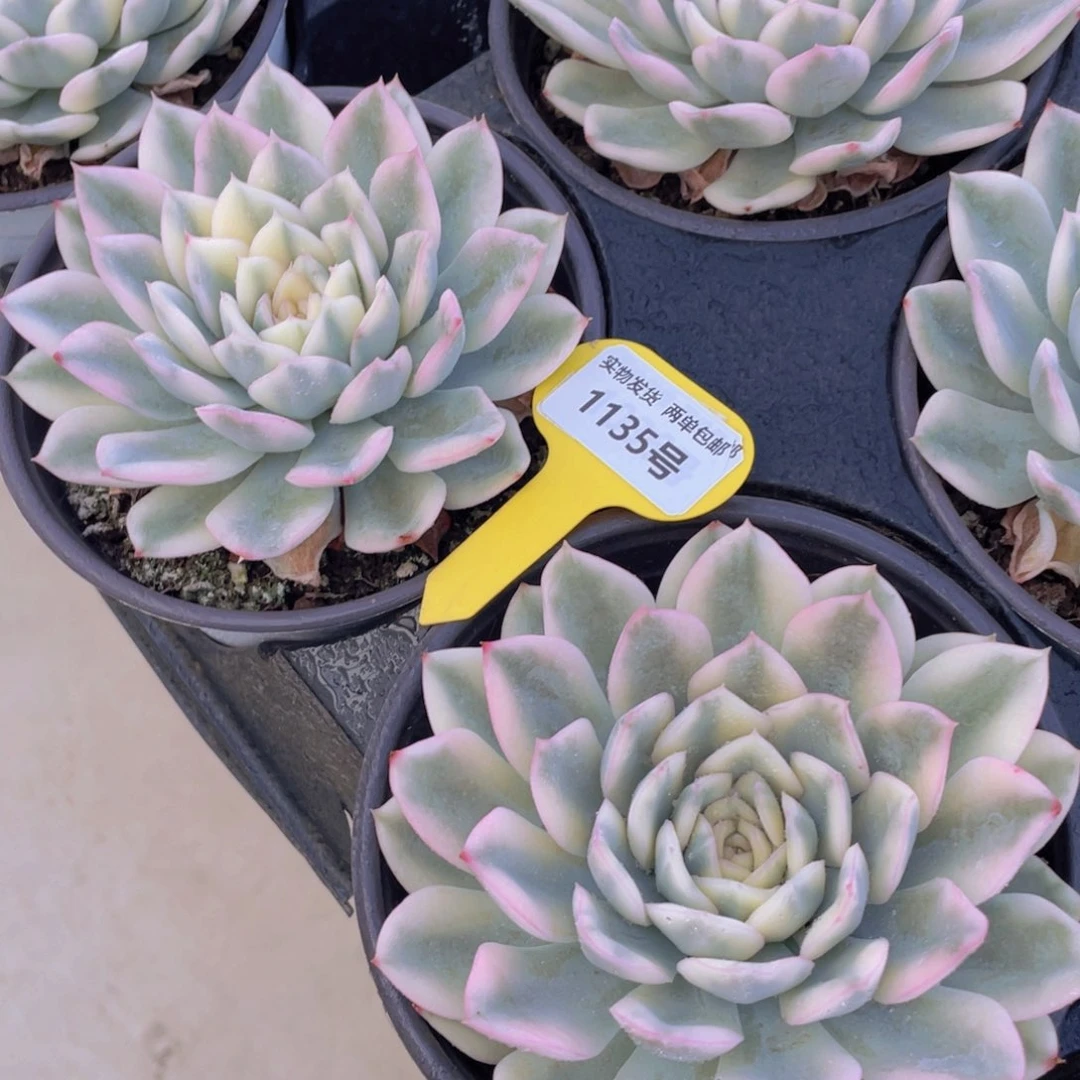 1135号 大单头月亮仙子锦一个