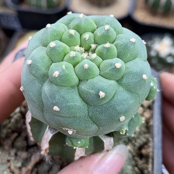 苗接佛头海鲜。832号