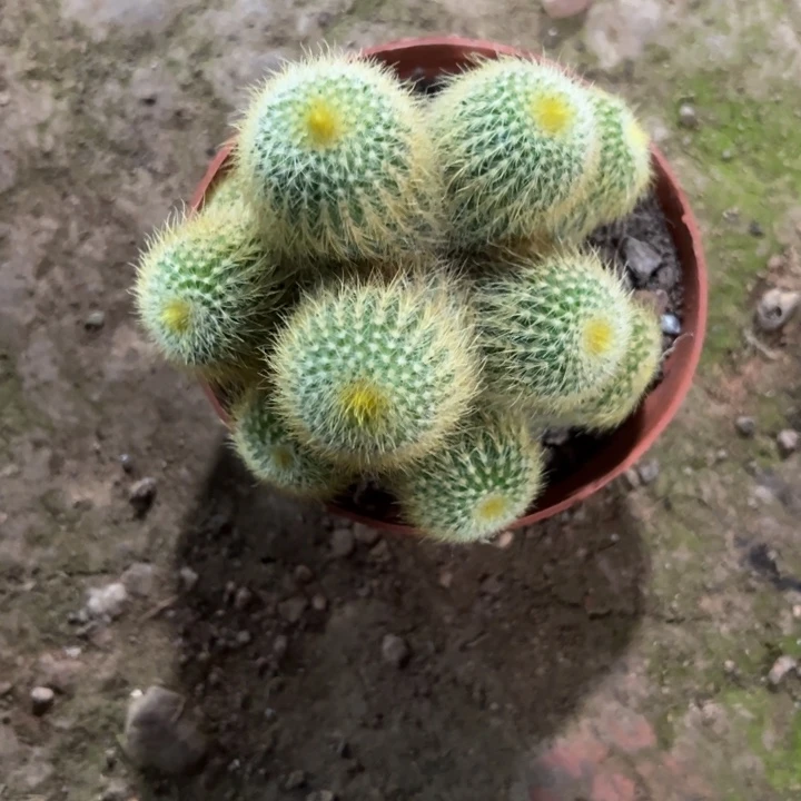 如***风恭喜发财恭喜发财