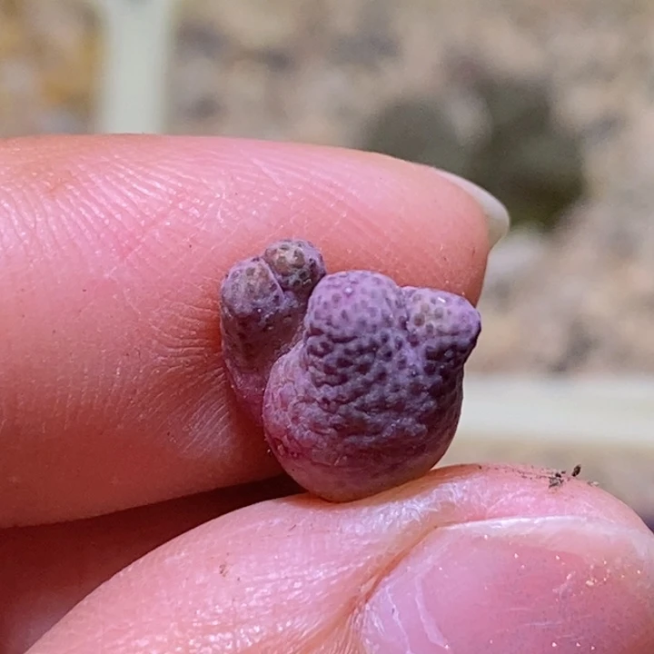 加**椒5-2648只有生根点