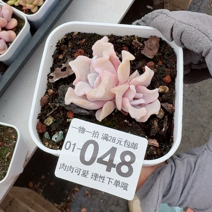 芭蕾舞者多肉无盆土发货多