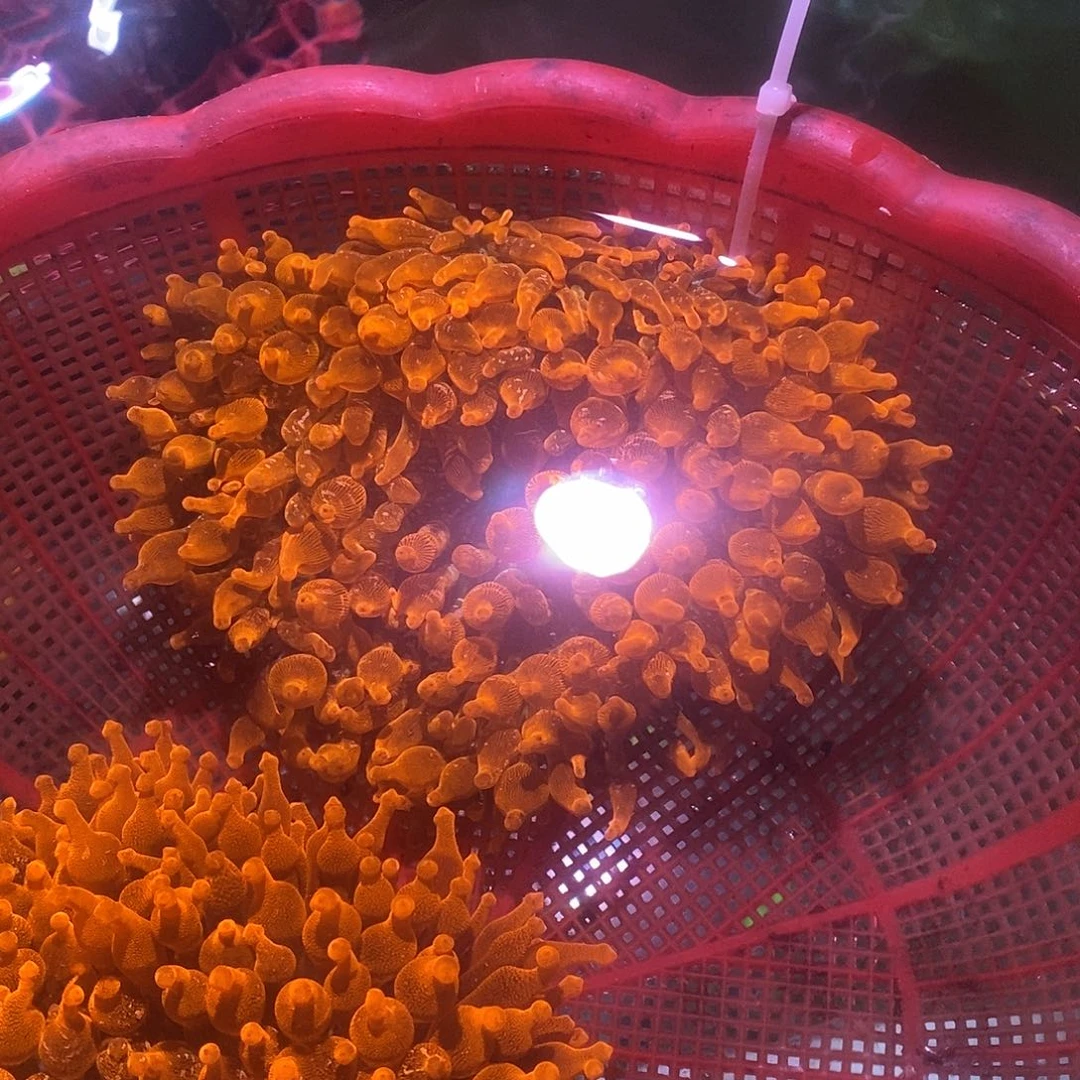 海水鱼海水观赏鱼红奶嘴20