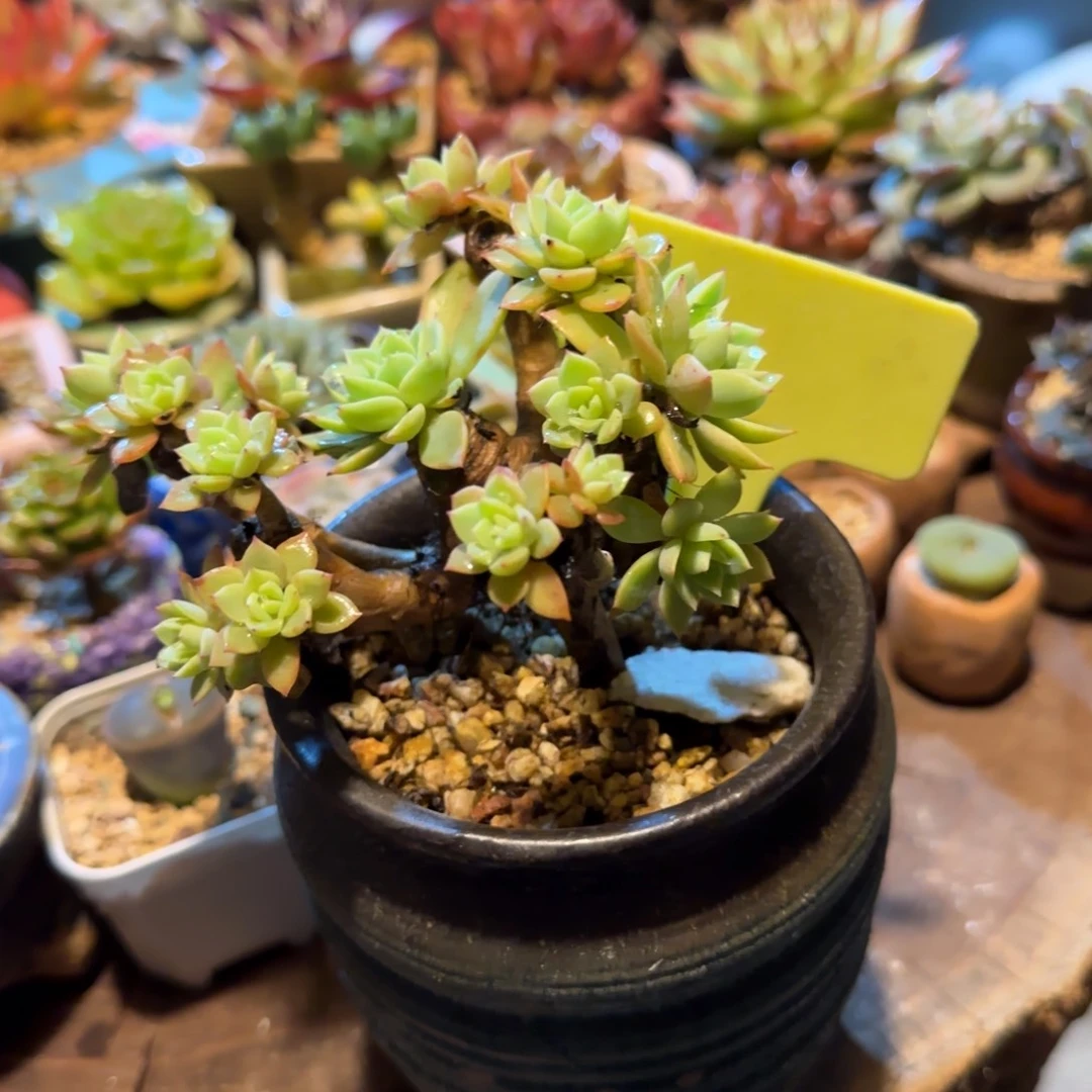 两***丘多肉植物原始三色堇老庄