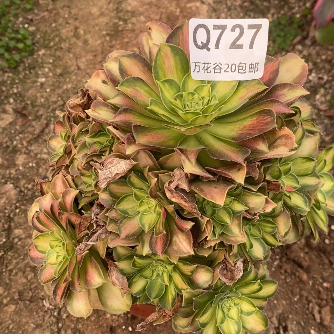 727韶华多肉植物