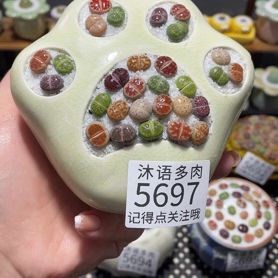 毛****带盆土植物 一物一拍5697