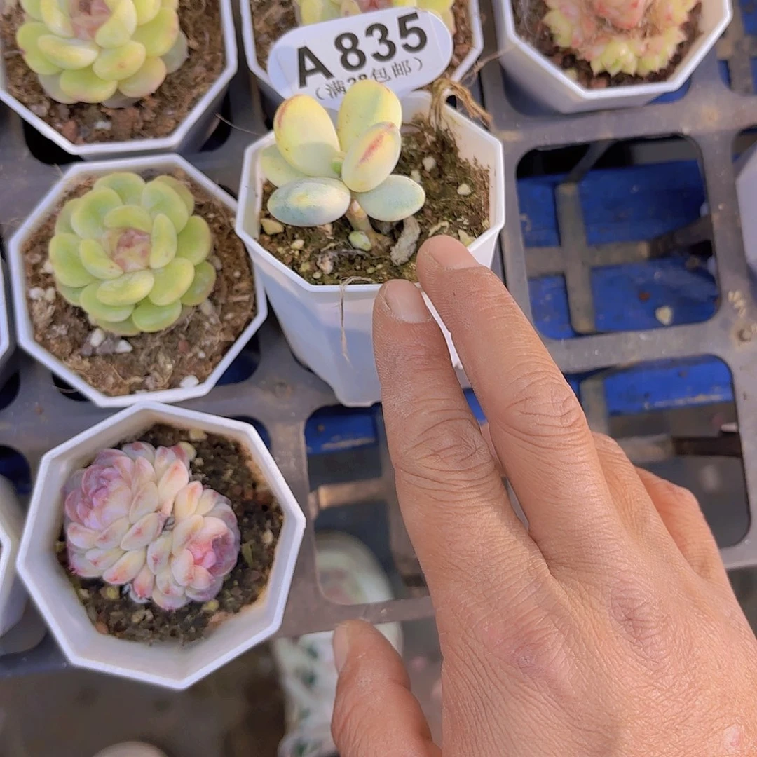 A835乒乓副娘一物一拍