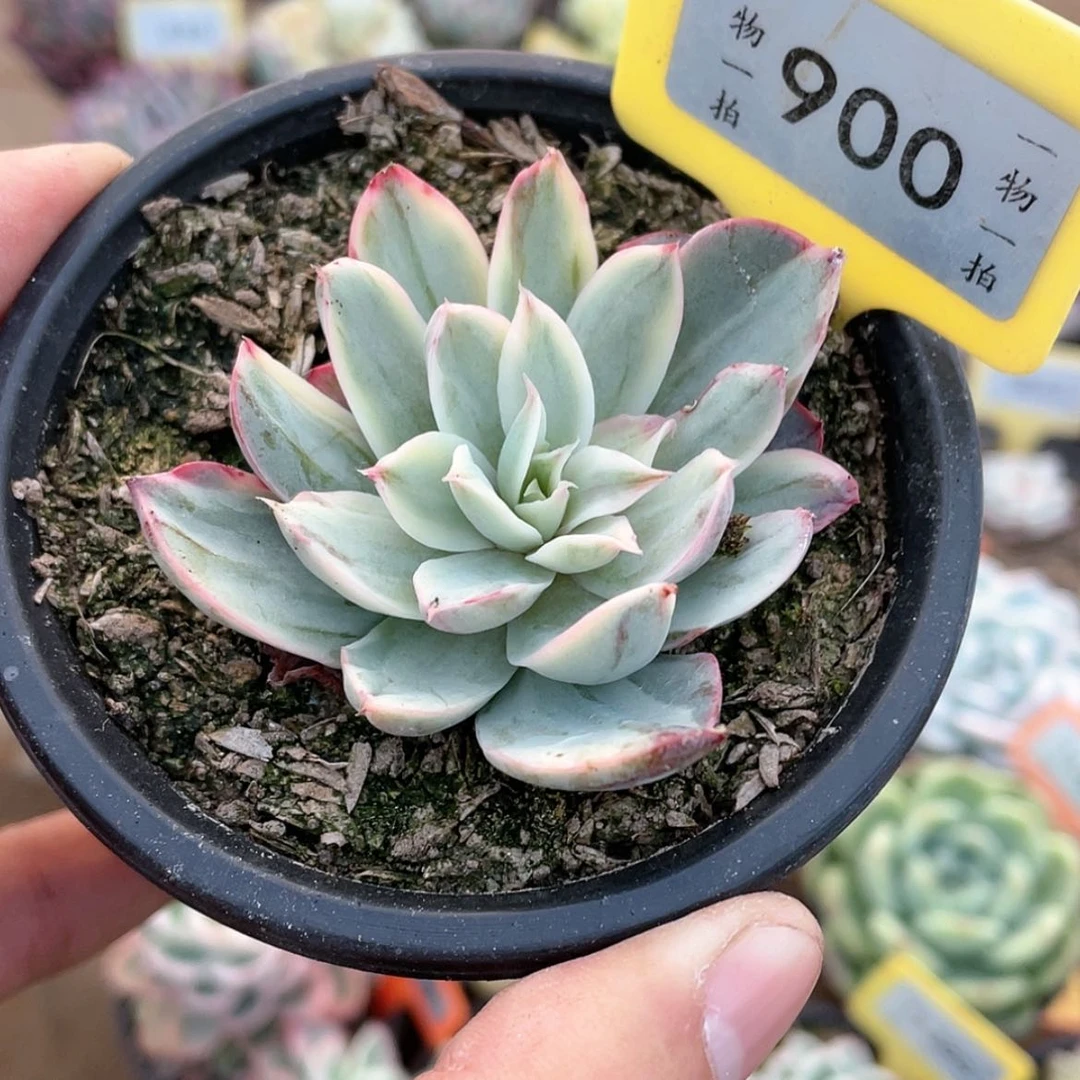 【闪购商品】900号