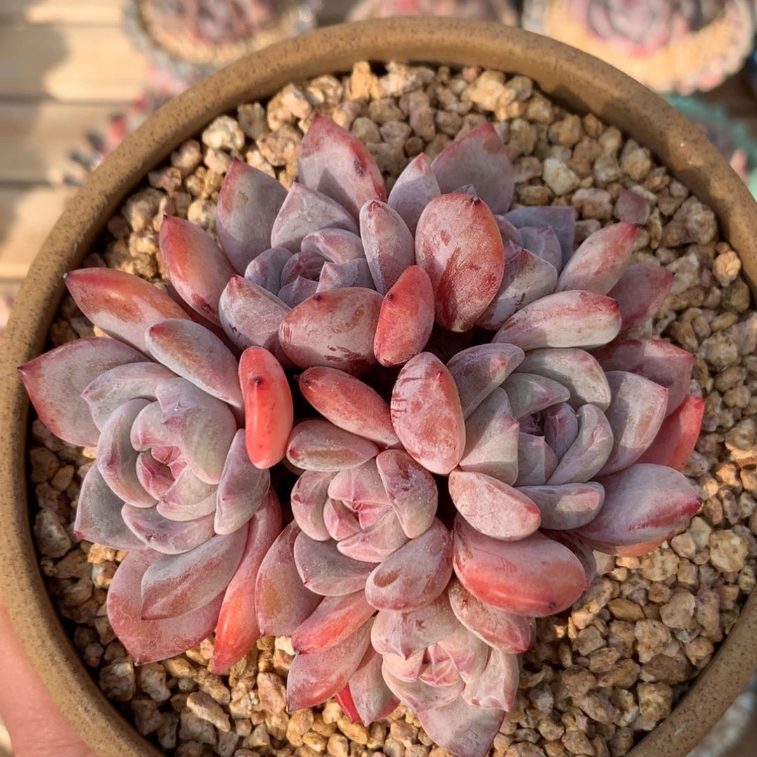 星影石榴籽小脸 7头 8.5cm