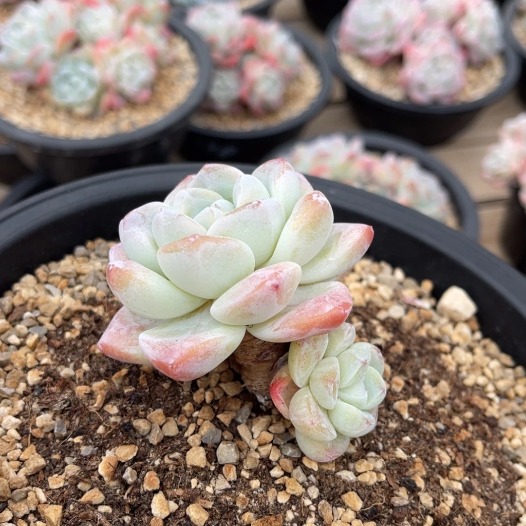 粗腿冰玉满68包邮