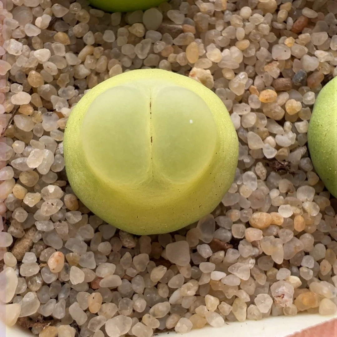 166优选1200拉登一颗六年