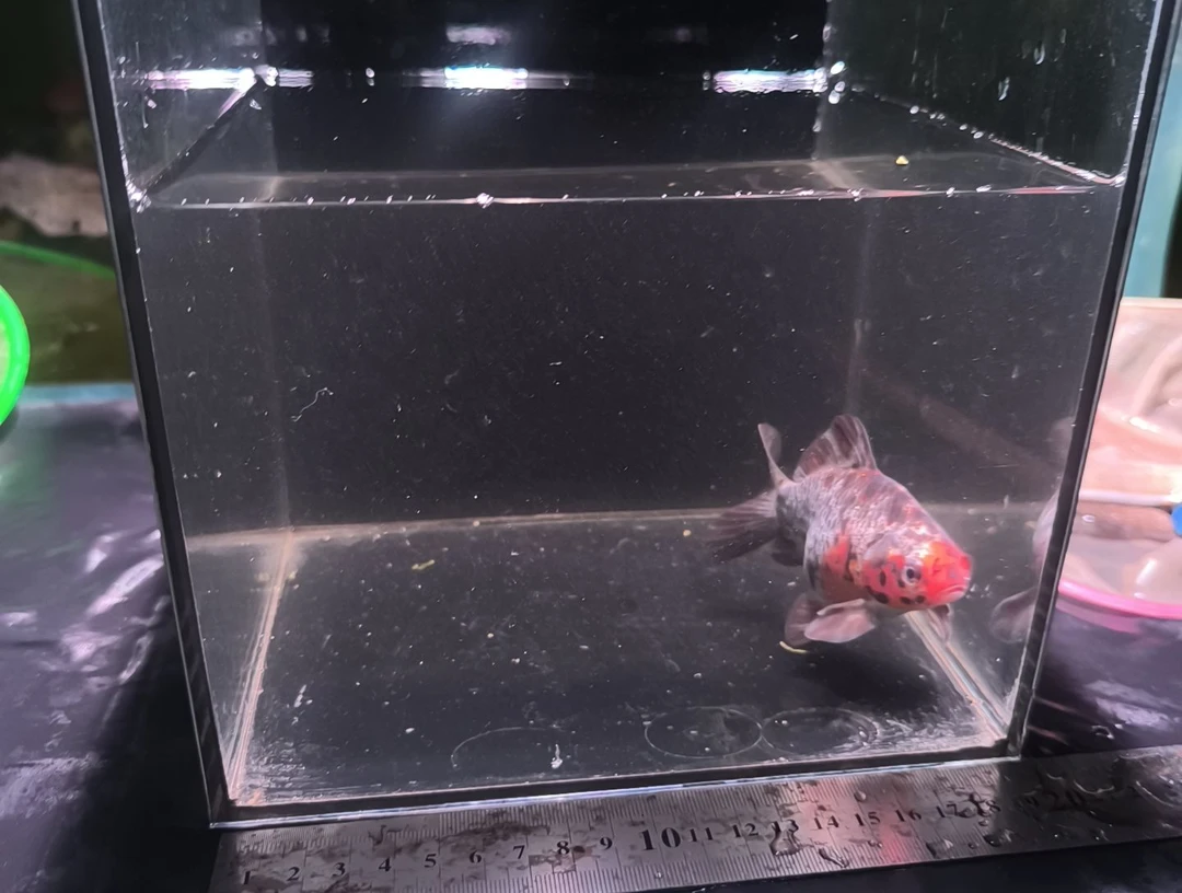 海水鱼品相自鉴全场包邮