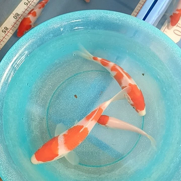 海水顺丰包邮开箱包活2