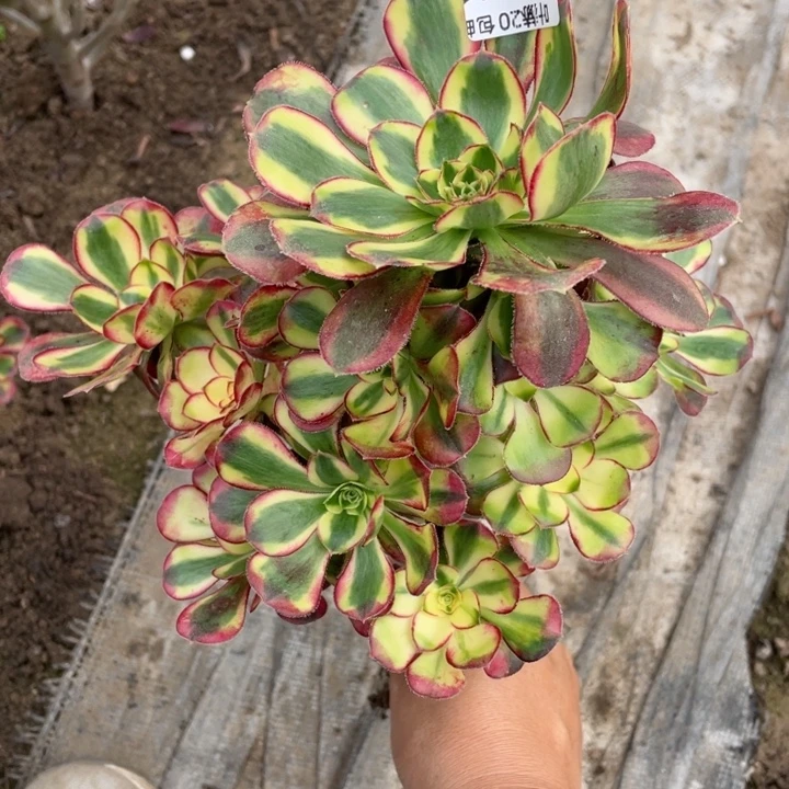 811冰淇淋多肉12344789