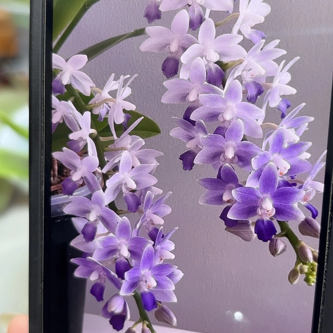 当前无花栽培后可以开花