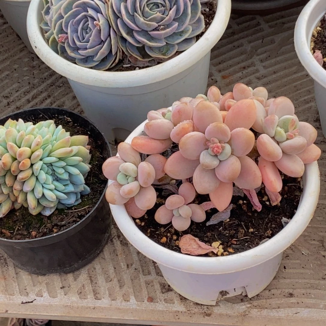 c*48包邮一物一拍多肉植物