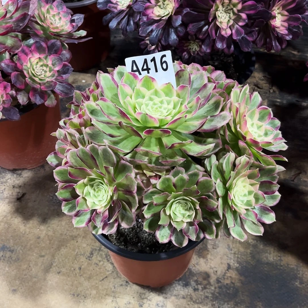 多肉植物孔雀翎416多肉