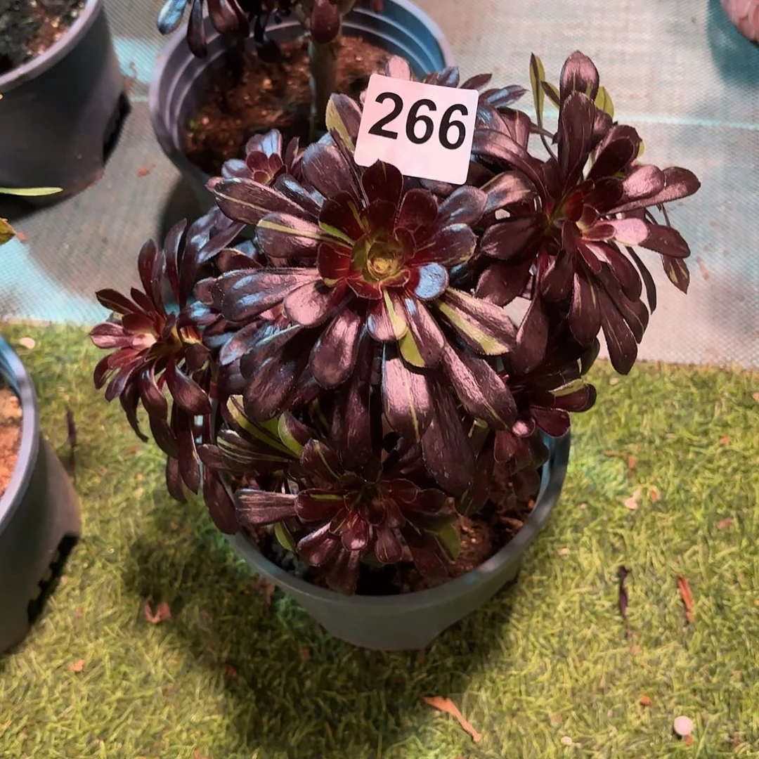 多肉法师水墨丹青266