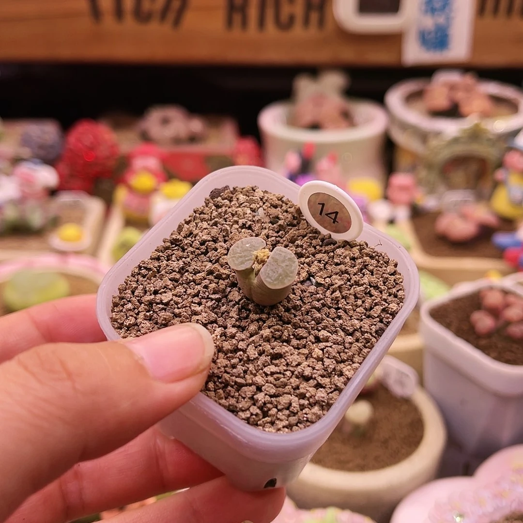 14号白窗粉紫体磁铁风玲