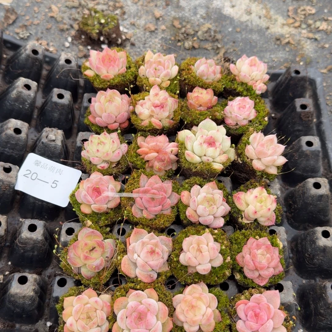 20-5珍妮二十四颗带穴盘发货量拍