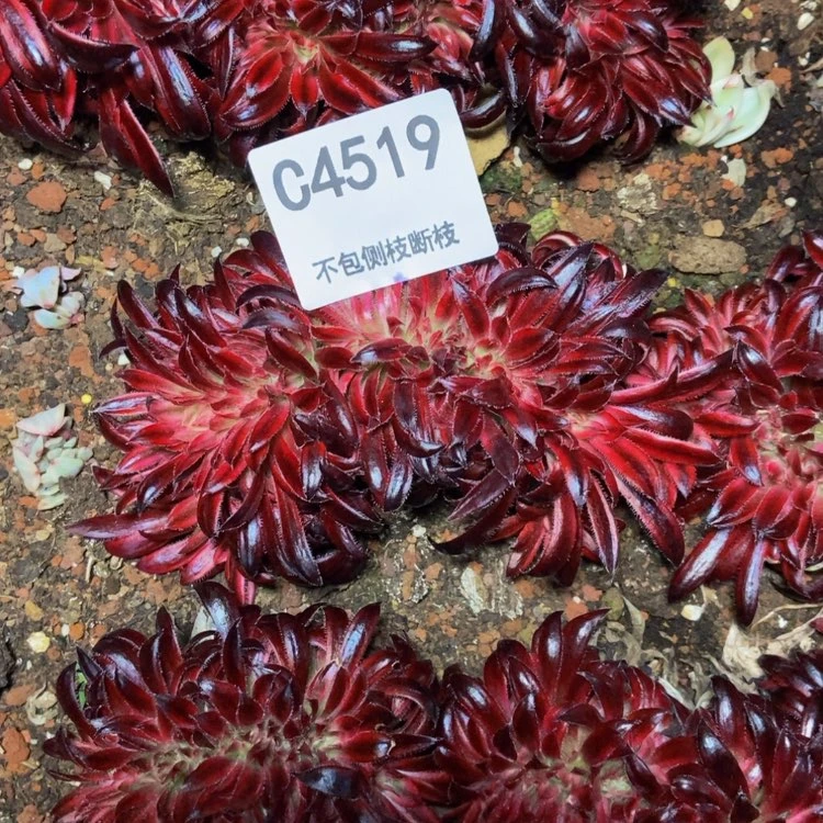 【闪购商品】晨*4519多肉