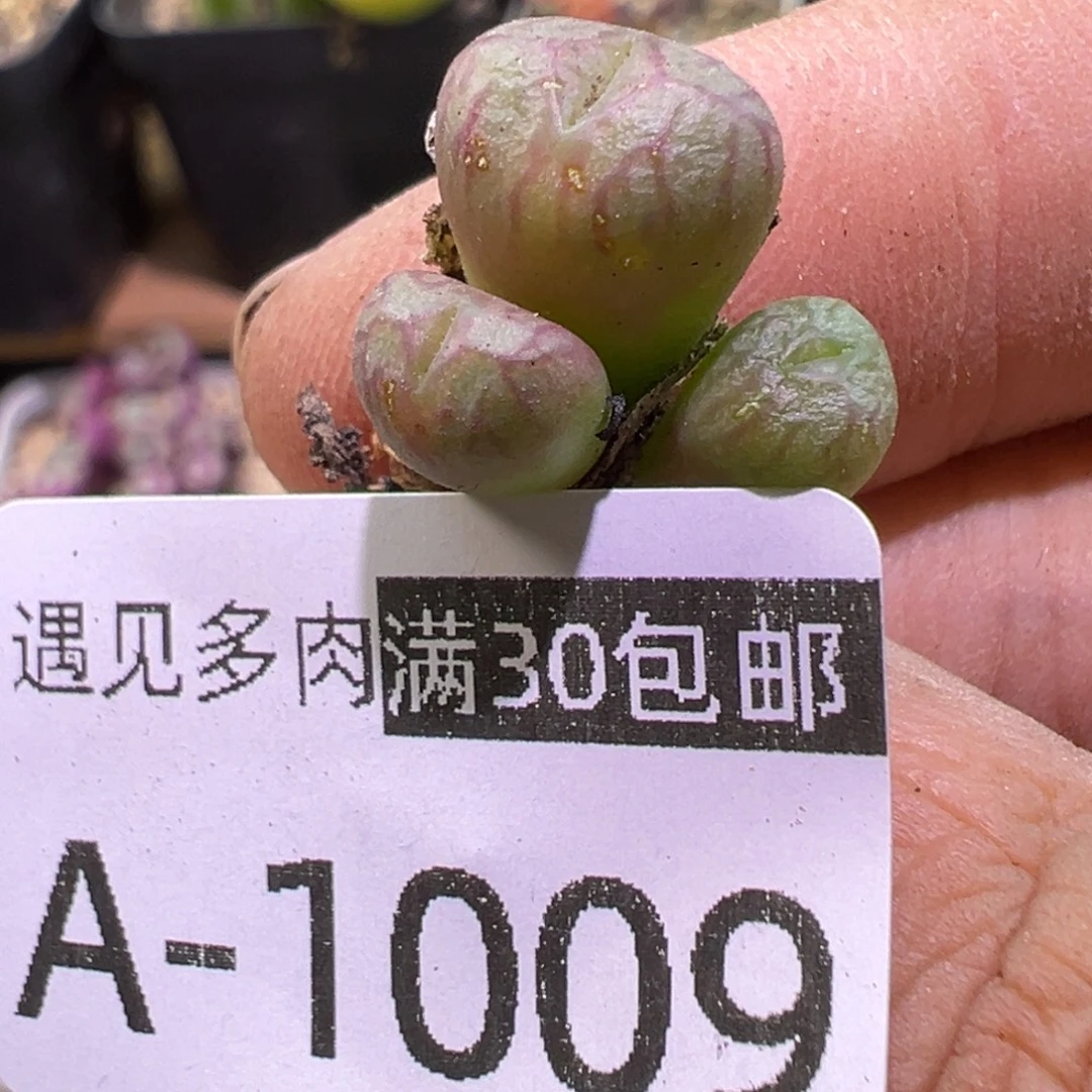 多肉植物111111111111